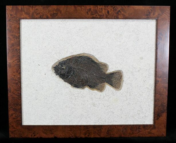 Beautiful Framed Priscacara Fossil Fish - #22444